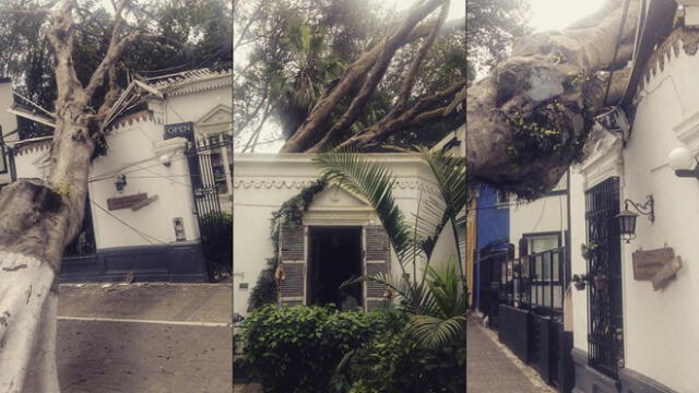 Barranco: árbol con más de 100 años cayó sobre inmueble en av. Pedro de Osma