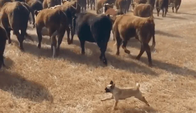 Ambos canes imitaron a unos border collie, conocidos por ser perros pastores. Foto: Sara Jena Wedel / Carter Clips / YouTube