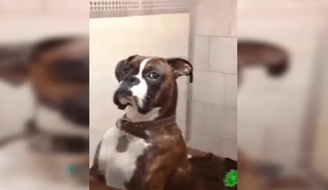 En Facebook, un perro lanzó una furiosa mirada a su amo para mostrar su desacuerdo tras ser trasladado al veterinario.