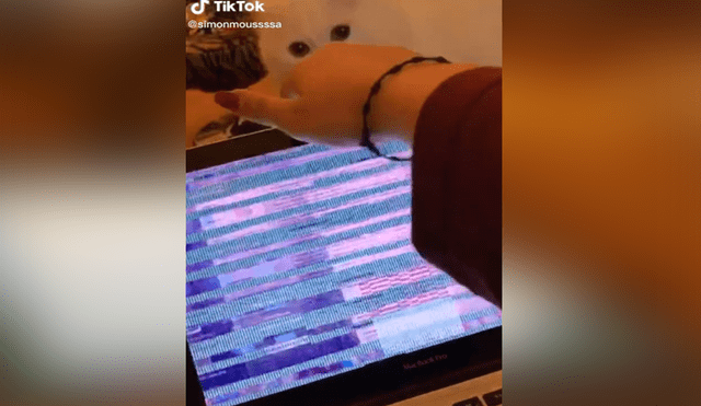 A través de TikTok se hizo viral el momento en que un gato malogra la latop de su dueña por accidente.