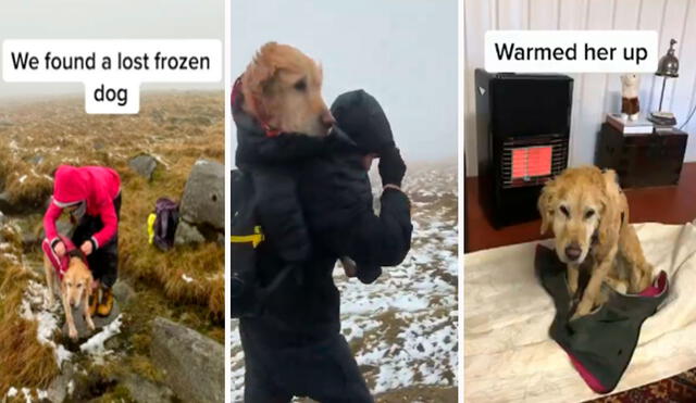 Una pareja encontró a una perrita que estaba paralizada por las bajas temperaturas, por ello, a abrigaron con una casaca para ponerla a buen recaudo. Foto: captura de YouTube