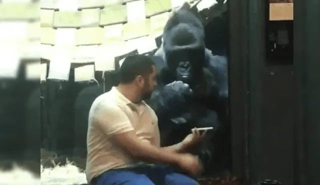 En Twitter, gorila causa sensación con su reacción al ver fotos en smartphone [VIDEO]