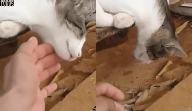 Facebook viral: halla a su gato ‘muerto’, intenta reanimarlo y sucede lo increíble [VIDEO]