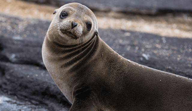 Facebook: foca descansa en una banca y conmueve en las redes [VIDEO]