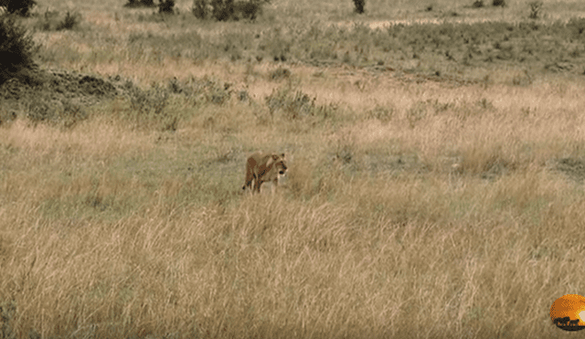 Desliza hacia la izquierda para ver el momento en que la leona ataca  gacela, escena que es viral en YouTube.
