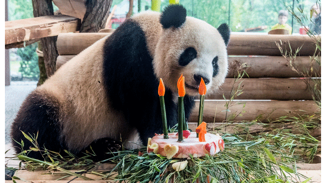 Primer oso panda alemán nacería en zoológico de Berlín 