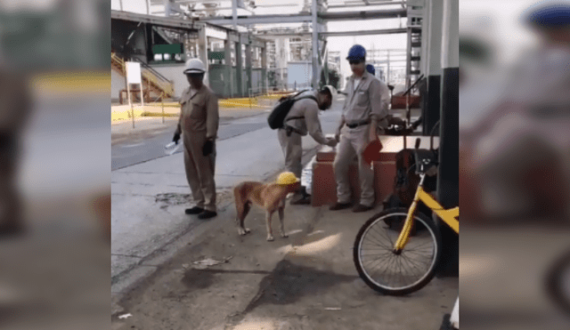 Desliza las imágenes para conocer la noble acción de unos ingenieros al integrar en su equipo a un perro. Fotocaptura: Facebook.