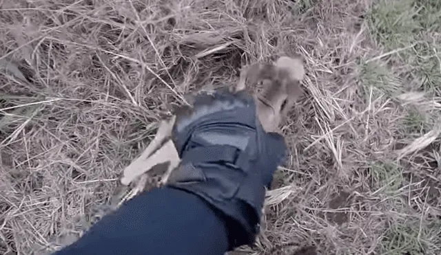 En YouTube, un motociclista recorría la carretera y encontró un canguro bebé que cayó de la bolsa de su mamá.