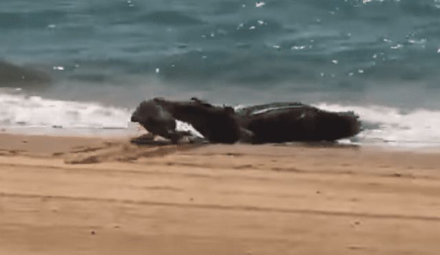 Un video viral de Facebook registró el temible encuentro de un bañista con un gigantesco cocodrilo en la orilla del mar.