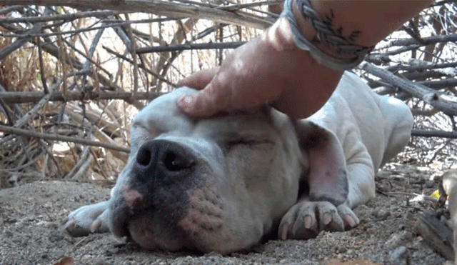 Perro que vive en la calle recibe caricias luego de mucho tiempo y su reacción sorprende en redes [VIDEO]