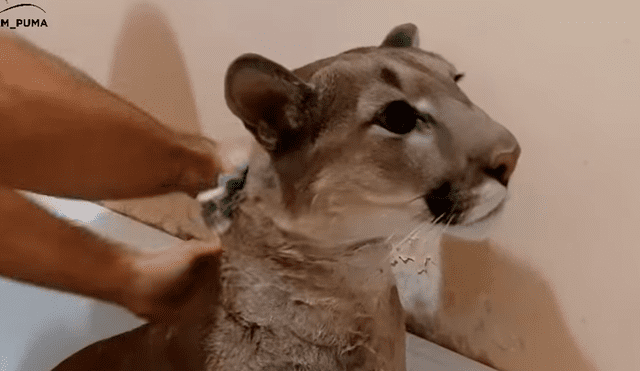 Chico baña a puma salvaje y la insólita reacción del depredador sorprende a miles [VIDEO] 