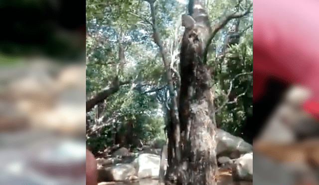 Familiares del joven lo sorprendieron con una torta de cumpleaños, sin imaginar que un travieso mono arruinaría el emotivo momento. El video es viral en Facebook