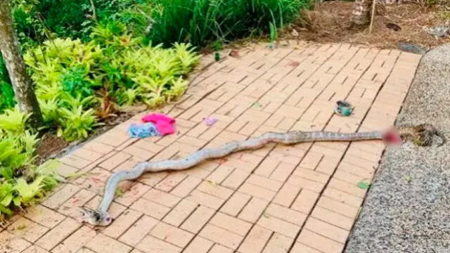 Padre golpea cabeza de serpiente de 4 metros para salvar a su hijo de la muerte [FOTO] 