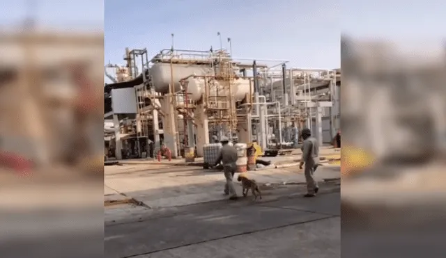 Desliza las imágenes para conocer la noble acción de unos ingenieros al integrar en su equipo a un perro. Fotocaptura: Facebook.