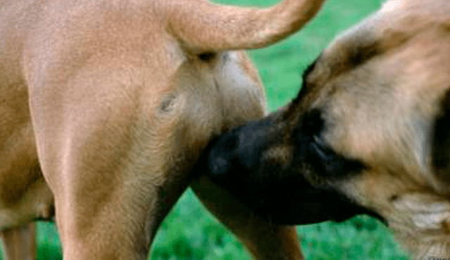 Entérate el motivo por el cual los perros suelen olfatear la cola de otros canes.