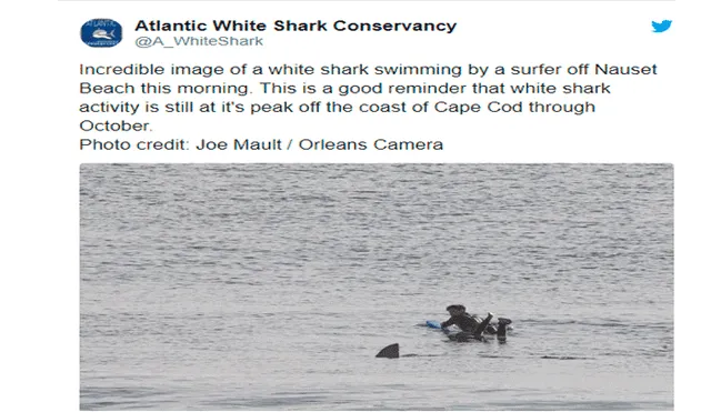 Gigantesco tiburón acecha a descuidado surfista y el desenlace sorprende en redes [FOTOS]