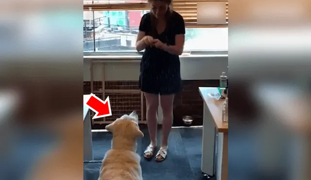 Facebook viral: chica sorda usa lenguaje de señas para entrenar a su perro y final sorprende [VIDEO] 