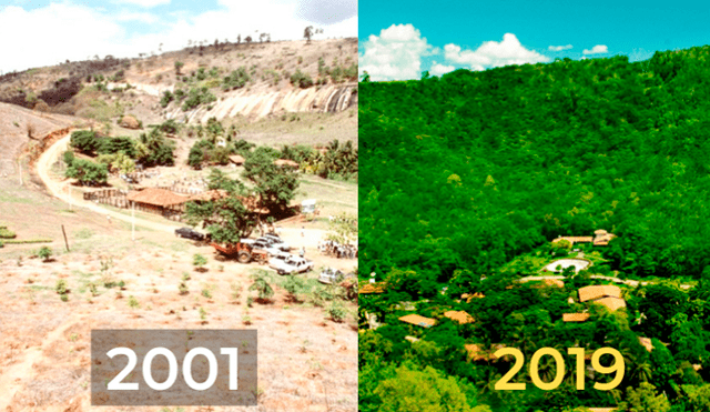 Pareja plantó árboles durante 20 años en un bosque destruido y así luce ahora [FOTOS]