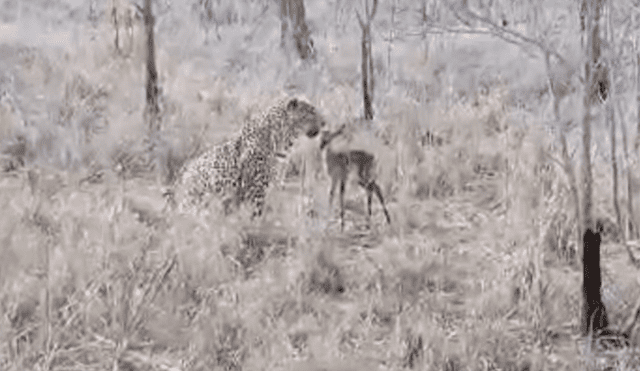 YouTube viral: impala bebé recién nacido confundió a un feroz leopardo con su mamá [VIDEO]