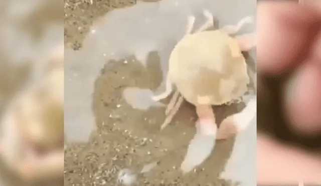 Video es viral en Facebook. Un bañista encontró un pequeño cangrejo bebé en la playa y notó que estaba aferrado a su madre. Intentó separarlos y ocurrió algo impensado. Foto: Captura.