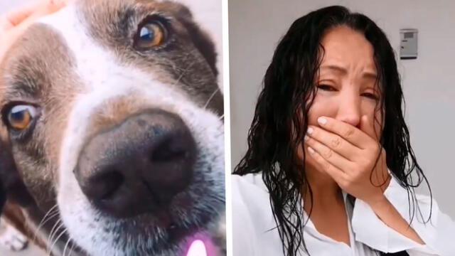 Janet Barboza se despide de su mascota envenenada con emotivo video