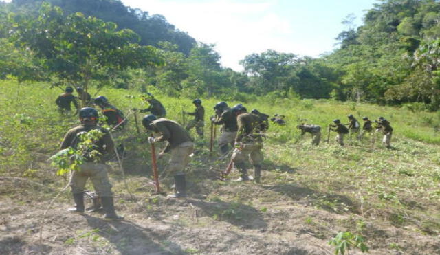 Proyecto Corah erradicó más de 927 hectáreas ilegales de coca
