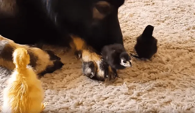 YouTube: cachorra adopta a pollitos y sorprende con inesperado gesto de amor [VIDEO]