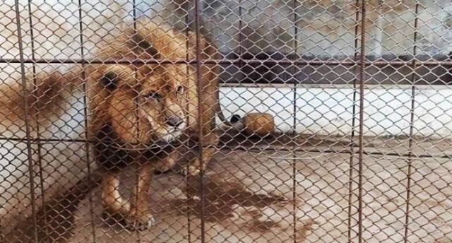 Denuncian maltrato a león africano Simba enjaulado en Bosque Municipal de Tacna.