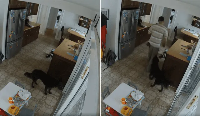 Facebook: ladrón se hace ‘amigo’ del perro de la casa para poder ingresar y robar [VIDEO]