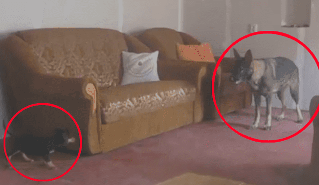 Video es viral en Facebook. Los dueños dejaron solos a sus perros en la sala de su casa y cuando regresaron a verlos, se llevaron una gran sorpresa