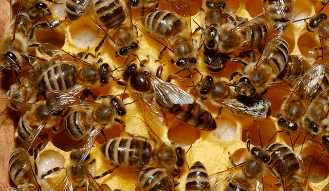 YouTube: ¿Graban el peculiar y agudo llanto de una abeja reina?