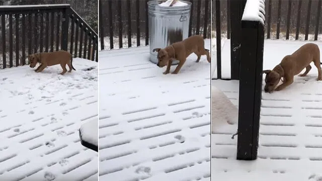 Facebook: Perro ve nieve por primera vez y tiene tierna reacción [VIDEO] 