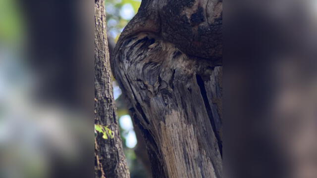 Desliza las imágenes para ver el lugar exacto en que esta astuta ave se encuentra oculta. Foto: Varun Jain/Twitter