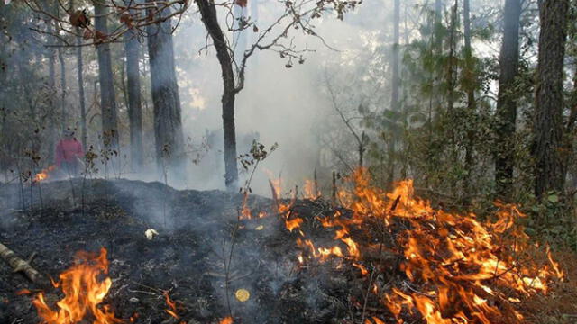 Celendín: incendios forestales destruyeron centenares de hectáreas de bosque