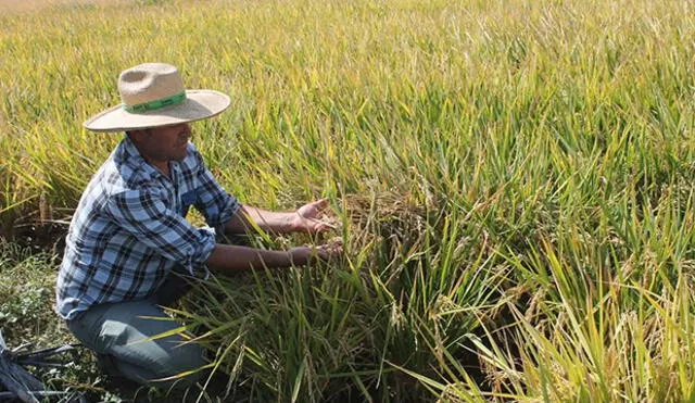 Agricultores de Valle de Tambo incrementarán su producción de arroz