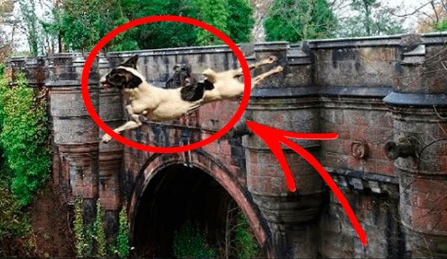 ¿Por qué los perros se suicidan en el Puente de Overtun? [FOTOS]