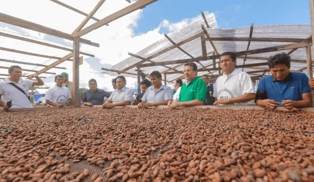 Huánuco: Fortalecerán la cadena de valor del cacao