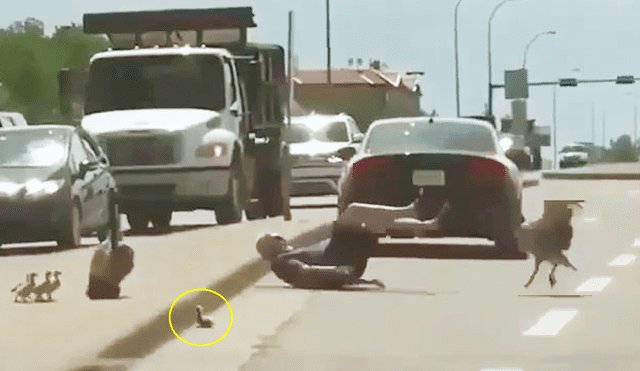 Facebook viral: hombre recibió brutal paliza de una pata porque ayudó a su cría [VIDEO]