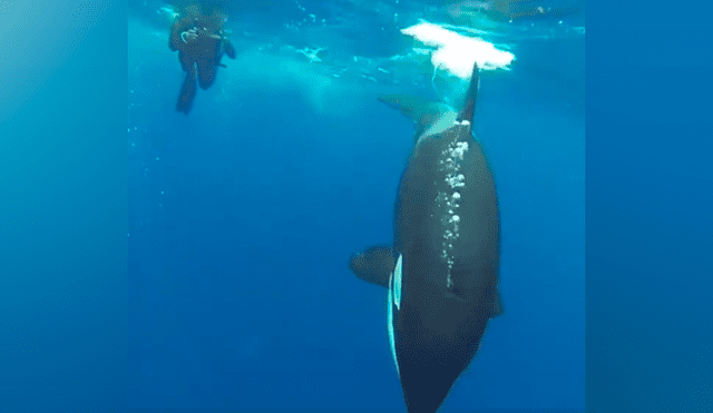 ‘Ballena asesina’ descubre a buzo en su territorio, se acerca y ocurre lo impensado [VIDEO]