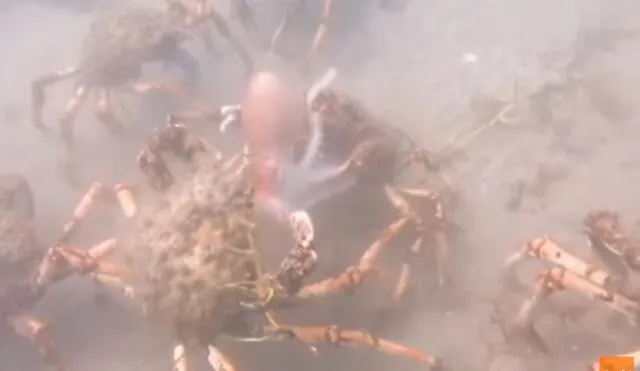 YouTube: cangrejos gigantes descuartizan a un pulpo en impresionante video