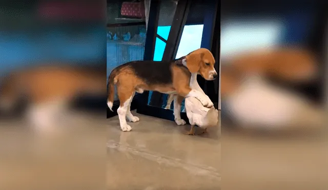 Vía Facebook: perro y pato demuestran su amor con tierno abrazo que impacta en miles [VIDEO]