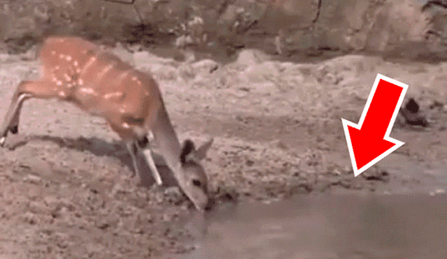 YouTube viral: Terrorífica criatura sale del fondo de lago para tragar un ciervo y ocurre lo inesperado [VIDEO] 