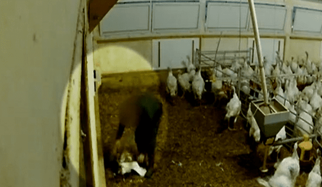 Crueldad Animal: Captan a hombre aplastando el cuello de pavos con un alicate [VIDEO] 