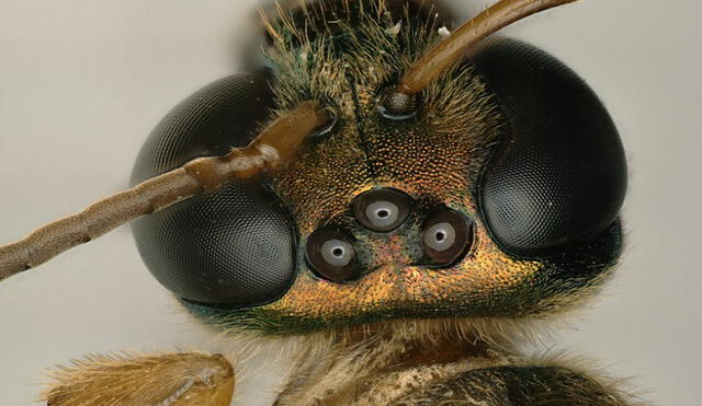 La abeja nocturna es masculina en su lado izquierdo y femenina en su parte derecha. Foto: Instituto Smithsoniano de Investigaciones Tropicales