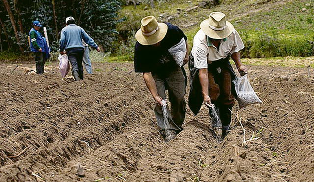 Agro. 100% de los fertilizantes sintéticos en Perú son importados y están cada vez más caros. Foto: difusión
