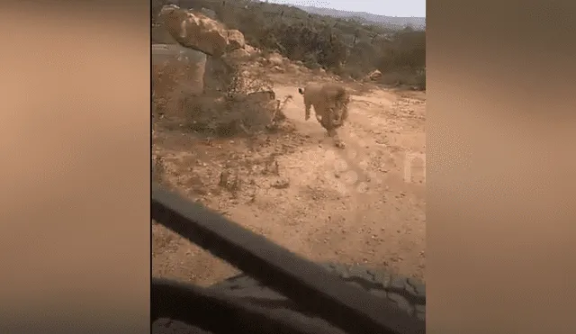 El video viral de Facebook muestra la temible reacción de un enfurecido león que atacó a un grupo de turistas.