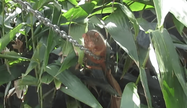 YouTube viral: mujer queda aterrada al descubrir 'terrorífica' criatura en su jardín [VIDEO]