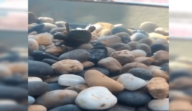 Chico encuentra a su tortuga ‘muerta’, la revisa y descubre insólita verdad [VIDEO] 