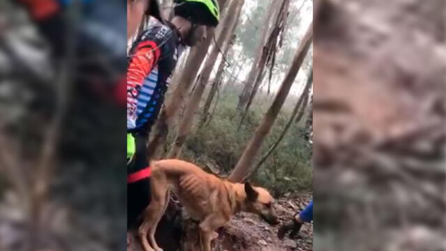 Facebook: Ciclistas rescatan a perro que iba a morir de hambre y sed en pleno bosque