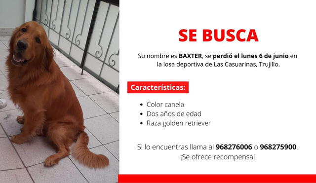 aviso perro perdido